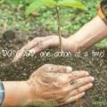 Reforestasion:Anou Angaz Nou pou Nou planet