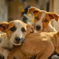 Donate for Stray Dogs
